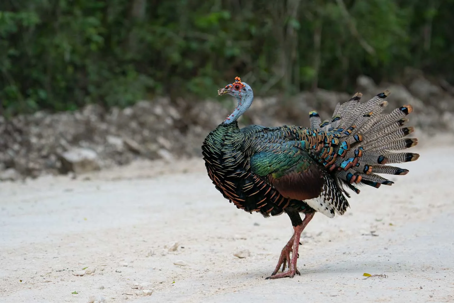 An ocellated turkey crossing a plaza at Calakmul at dawn, Campeche, México