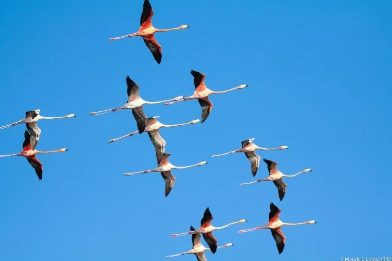 Parvada de flamencos en vuelo, costa de Campeche