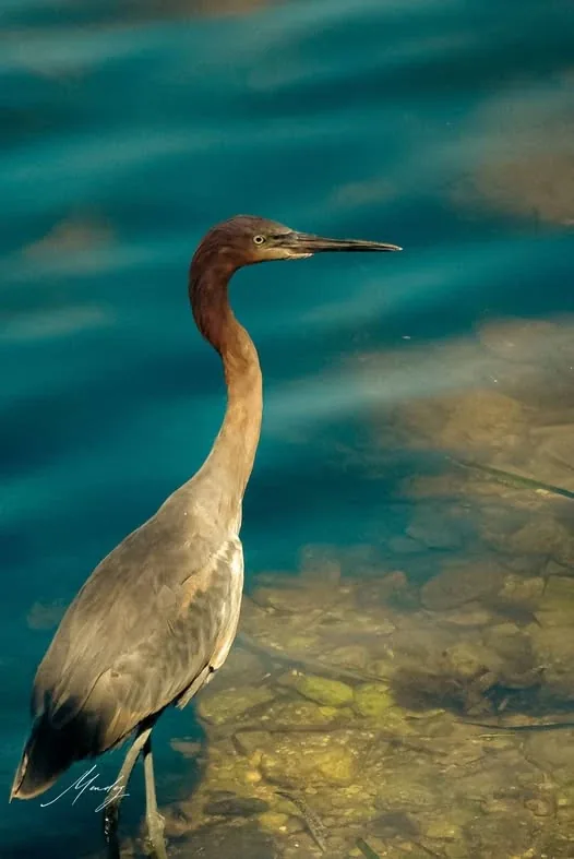 Garza en los humedales de Xpicob, Campeche