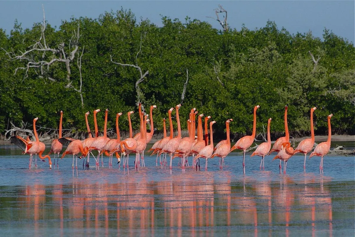 Los Petenes & Xpicob Nature Sanctuaries