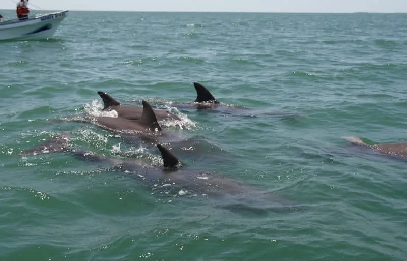 Bottlenose dolphins on the Laguna de Términos near Isla Aguada, Campeche